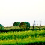 Hay Rolls